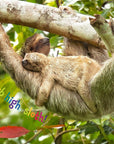 Hello Baby Sloth!