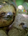 Hello Baby Sloth!