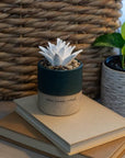 Succulent Aromatherapy Diffuser