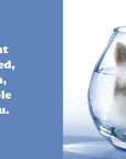 Secret Thoughts of Cats