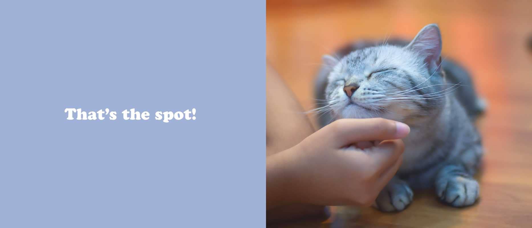 Secret Thoughts of Cats
