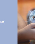 Secret Thoughts of Cats