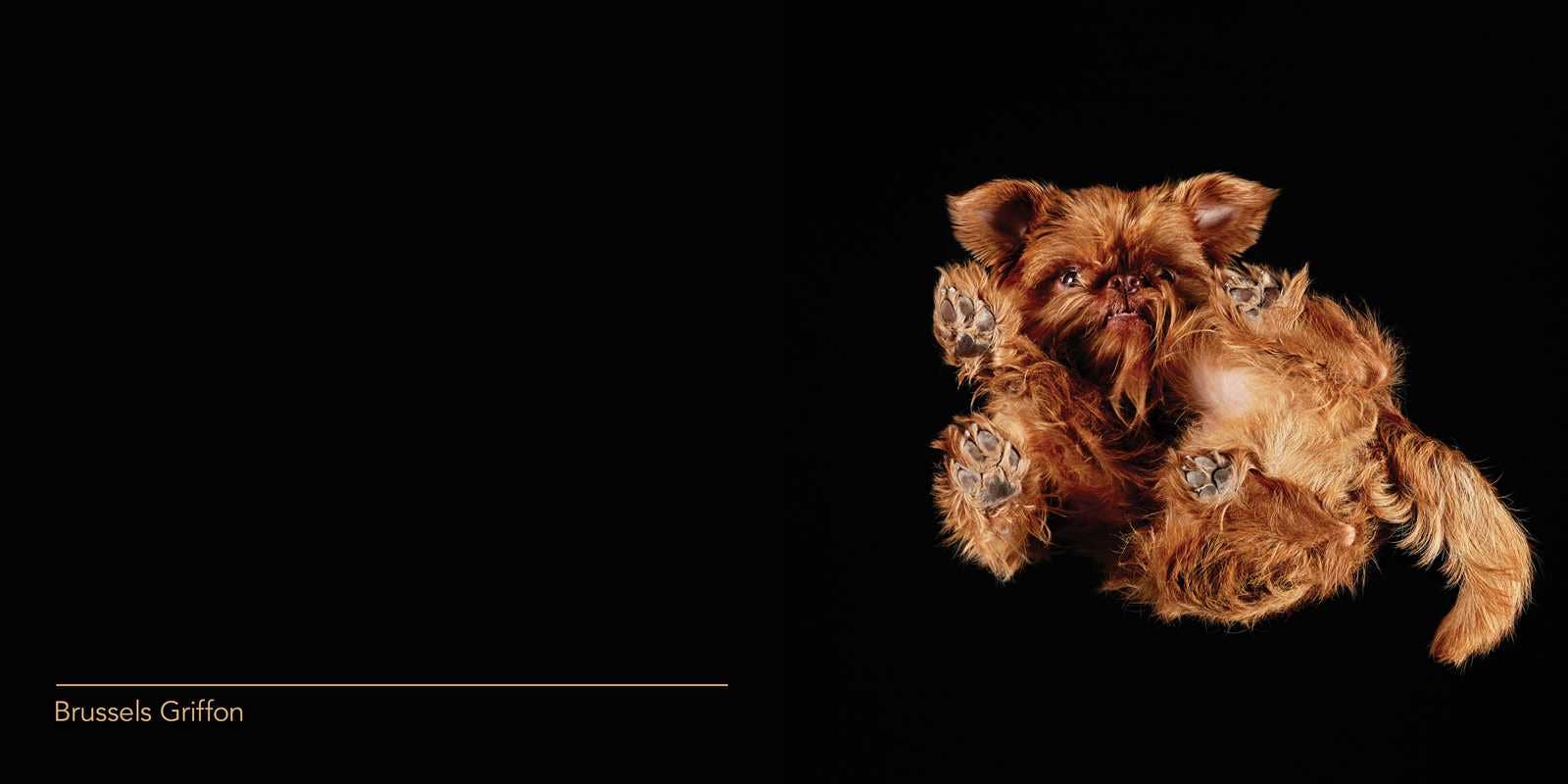 Under Dogs by Andrius  Burba