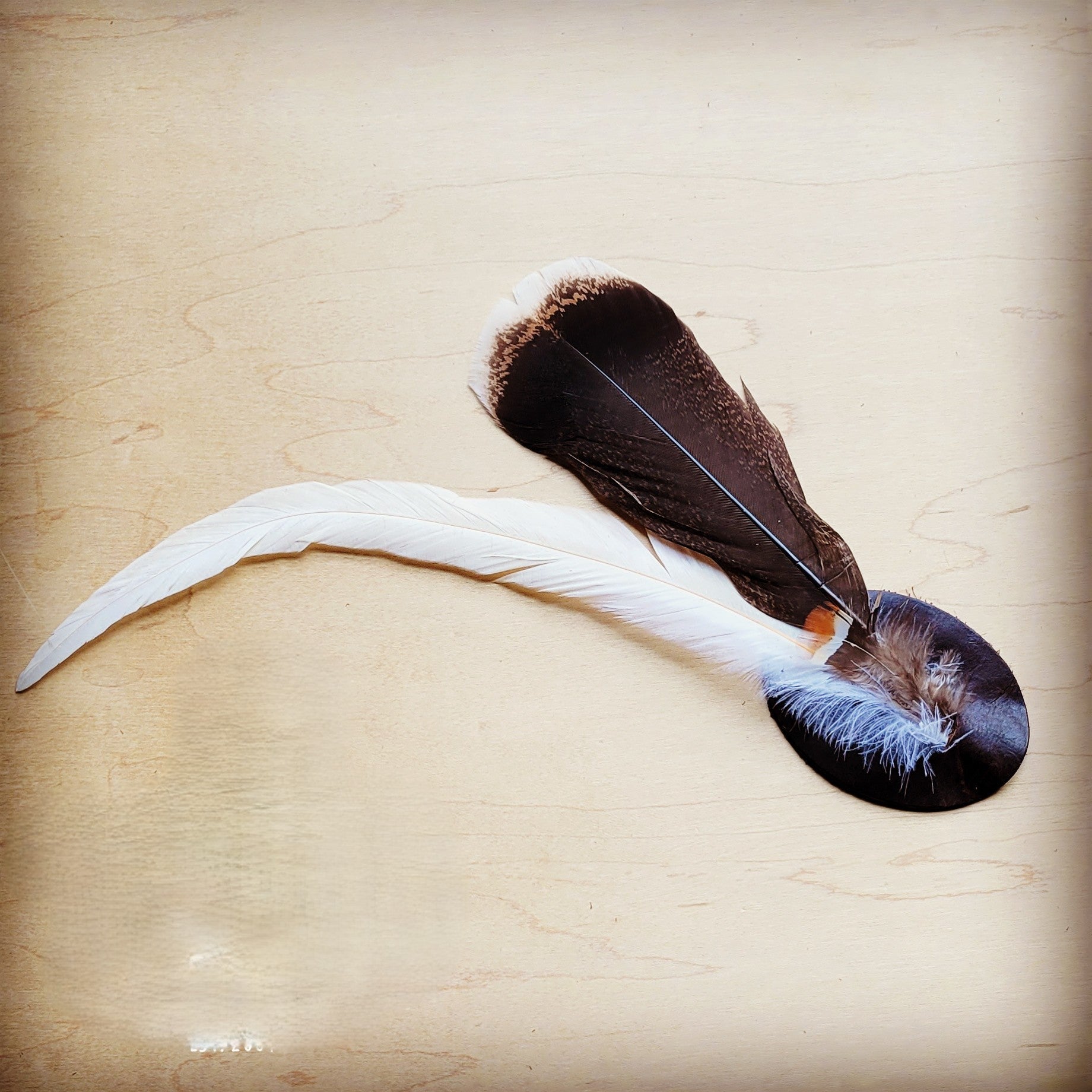 **Turkey &amp; Long White Feather Hat Band (Band Only) 983q