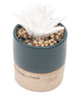 Succulent Aromatherapy Diffuser