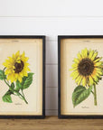 Framed Sunflower Prints