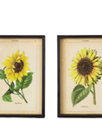 Framed Sunflower Prints