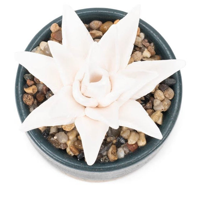 Succulent Aromatherapy Diffuser