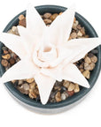 Succulent Aromatherapy Diffuser