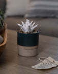 Succulent Aromatherapy Diffuser