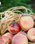Piper & Leaf Orchard Peach Tea Bags