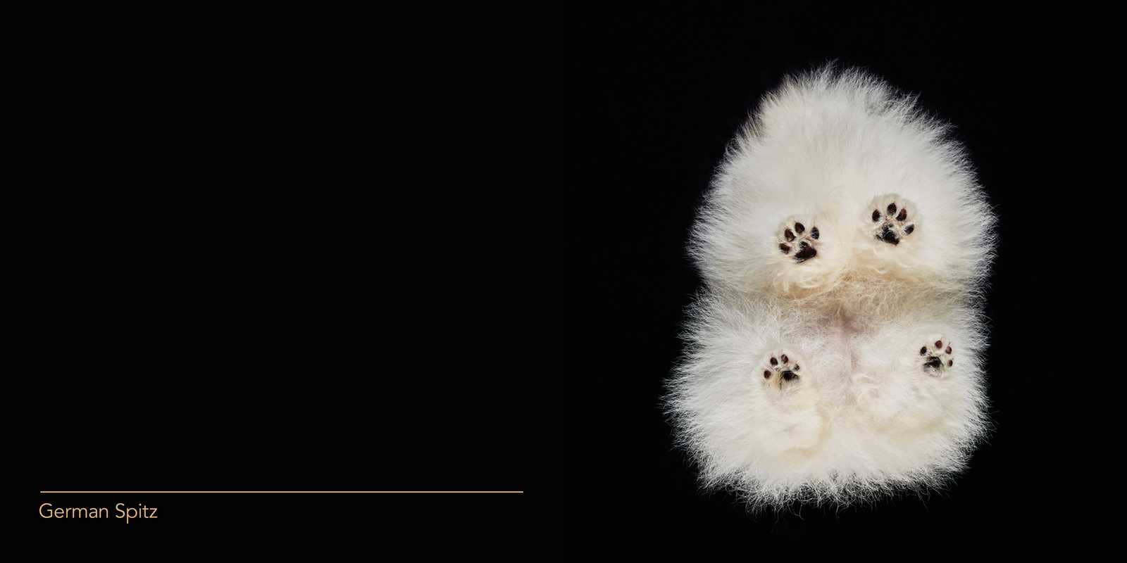 Under Dogs by Andrius  Burba