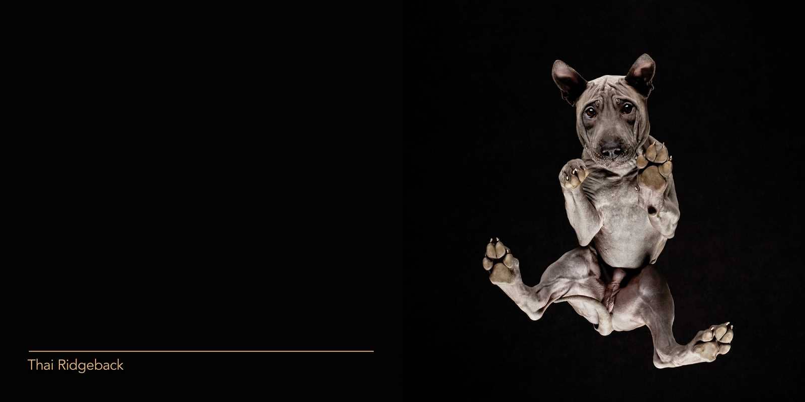 Under Dogs by Andrius  Burba