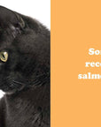 Secret Thoughts of Cats