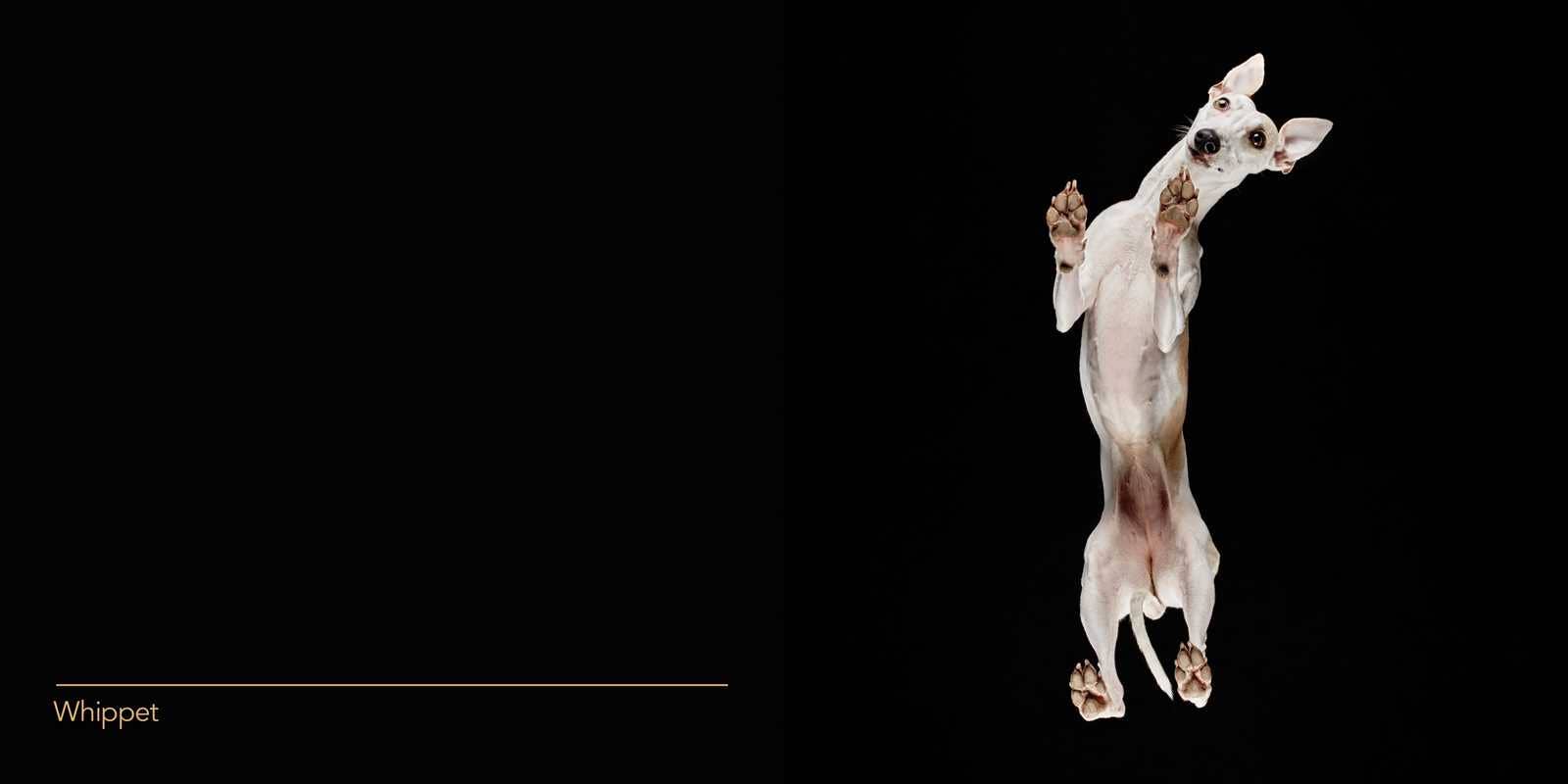 Under Dogs by Andrius  Burba