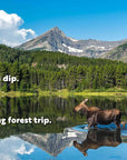 Animal Adventures: Day in the Forest