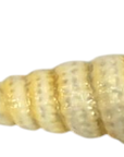 Iridescent Spiral Seashell Ornament
